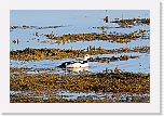 allihaahka_steller's eider 8921 * 1344 x 896 * (1.17MB)